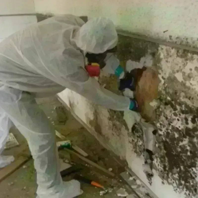 Mold Remediation and Removal in Hebron, OH